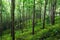 Trees green nature background. Latex rubber trees plantation