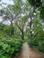 Trees,green plants and tunnel lighting in the Kowloon park, Hongkong