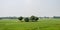 Trees on green spring meadow. Countryside Agricultural field background. Agriculture greenery filled with cereal crop. Beautiful