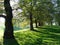 Trees in Greenwich Park