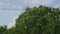 Trees and group of eagles flying together