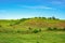 Trees grow on the hills covered with green grass. Green hill