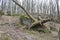 Trees grow on rocks in mountainous terrain. One tree fell from a strong wind.