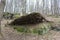 Trees grow on rocks in mountainous terrain. One tree fell from a strong wind.