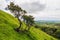 Trees grow on a slope of a mountain bent by wind. Beautiful landscape scene in the background. Benbulben, county Sligo, Ireland.