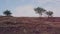 Trees growing against cloudy sky. Thin trees growing on dry hill against cloudy blue sky on sunny summer day in