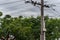 Trees growing around power lines