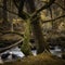 Trees growing on bank of mountain stream.Fairytale autumn woodland scene