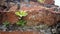 Trees growing in the brick. Ancient old red brick wall with small green tree sprout in wall. Concept of hope and rebirth or new li