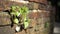 Trees growing in the brick. Ancient old red brick wall with small green tree sprout in wall. Concept of hope and rebirth or new li