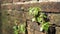 Trees growing in the brick. Ancient old red brick wall with small green tree sprout in wall. Concept of hope and rebirth or new li