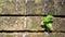 Trees growing in the brick. Ancient old red brick wall with small green tree sprout in wall. Concept of hope and rebirth or new li