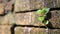 Trees growing in the brick. Ancient old red brick wall with small green tree sprout in wall. Concept of hope and rebirth or new li