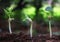 Trees growing on fertile soil in germination sequence / growing