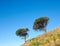 Trees growing on a mountain slope against a clear blue sky background with copy space. Remote and rugged nature reserve