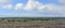 Trees growing on an old lava flow in Volcanoes National Park, Big Island of Hawaii. Panoramic view