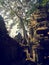 The trees growing out of the ruins are perhaps the most distinctive feature of Ta Prohm