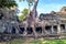 Trees growing out of Ta Prohm temple, Angkor Wat.