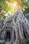 Trees growing out of Ta Prohm temple, Angkor Wat.