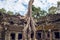 Trees growing out of Ta Prohm temple, Angkor Wat.