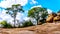 Trees growing on rocky ground in Kruger National Park