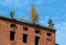 Trees growing on rooftop of old abandoned building