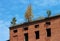 Trees growing on rooftop of old abandoned building