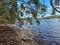 Trees growing on the shore of Smiths Lake