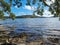 Trees growing on the shore of Smiths Lake