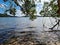 Trees growing on the shore of Smiths Lake