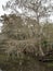 Trees growing in a swampy area, with moss-draped epiphytes