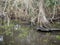 Trees growing in a swampy area, with moss-draped epiphytes