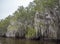 Trees growing in a swampy area, with moss-draped epiphytes