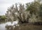 Trees growing in a swampy area, with moss-draped epiphytes such as Spanish Moss