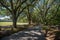 Trees with hanging spanish moss