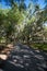 Trees with hanging spanish moss