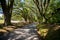 Trees with hanging spanish moss