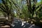 Trees with hanging spanish moss