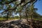 Trees with hanging spanish moss