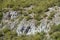 Trees on harsh rocky slopes at Sagittario gorge, Abruzzo, Italy