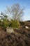 Trees into heathland in spring