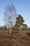 Trees into heathland in spring