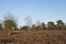 Trees into heathland in spring