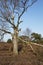 Trees into heathland in spring