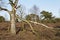 Trees into heathland in spring