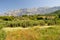 Trees with high croatian mountain Biokovo