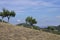 Trees on a hill slope - Italian landscapes