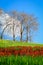 Trees on a hill, yellow and red flower meadow