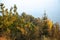 Trees on the hills of Montefeltro, in the Marche region of Italy