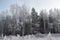 Trees in hoarfrost